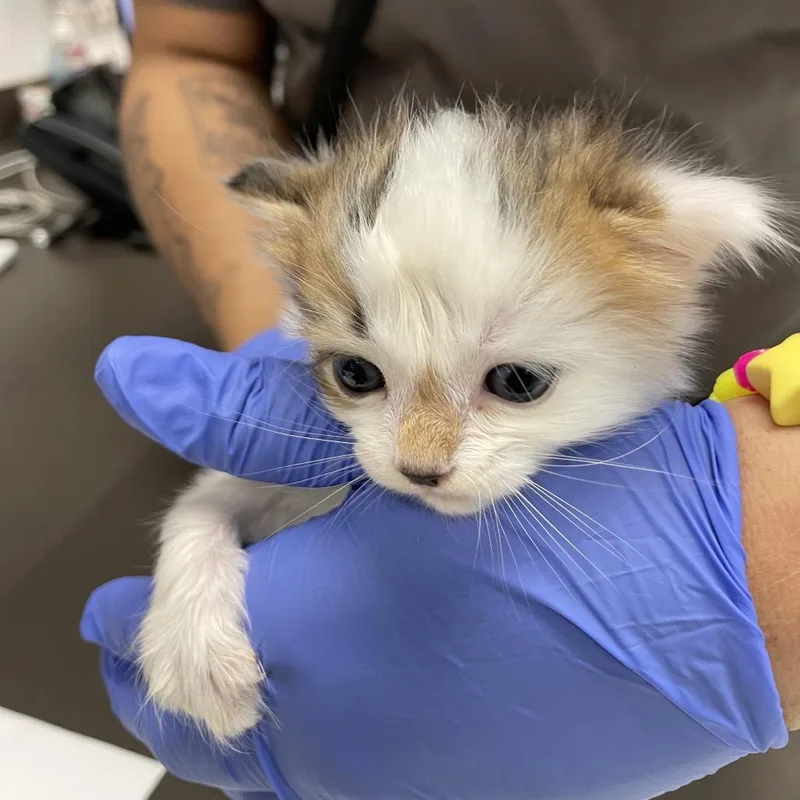 A baby small-sized male White Domestic Short Hair cat named Strayriverroad for adoption in Columbus, GA