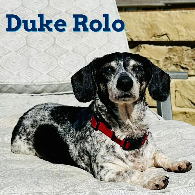 Duke Rolo