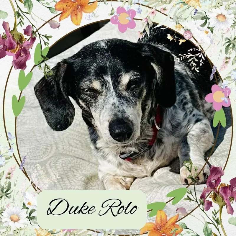 Duke Rolo thumbnail 2