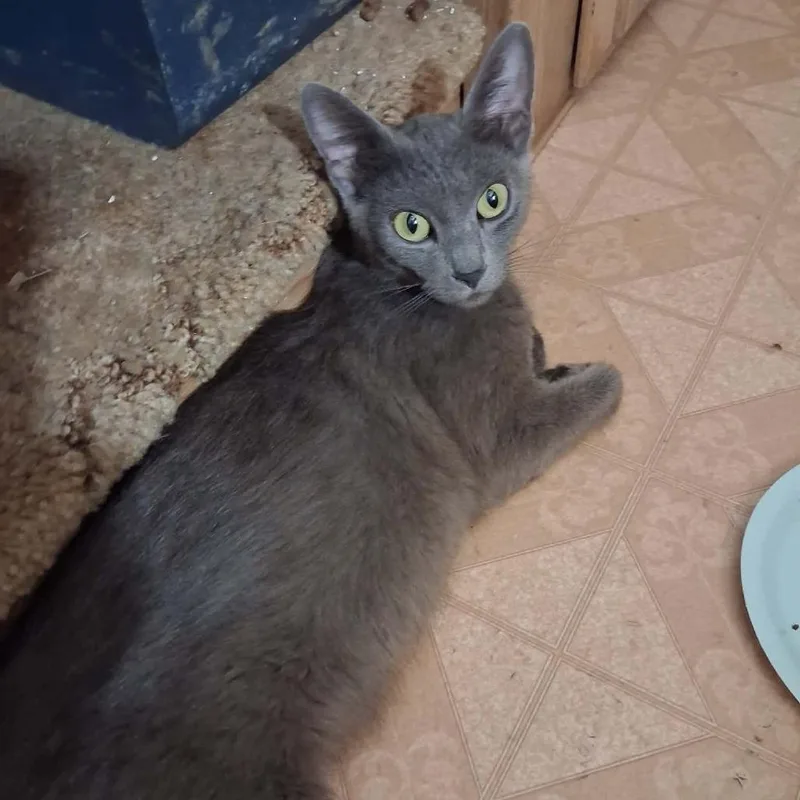 A young medium-sized female Gray / Blue / Silver Manx cat named Dove for adoption in Nampa, ID