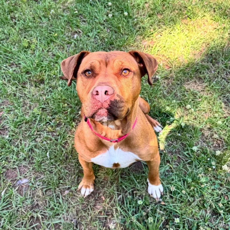 An adult medium-sized female Brown / Chocolate Mixed Breed dog named Talia for adoption in Auburn, AL