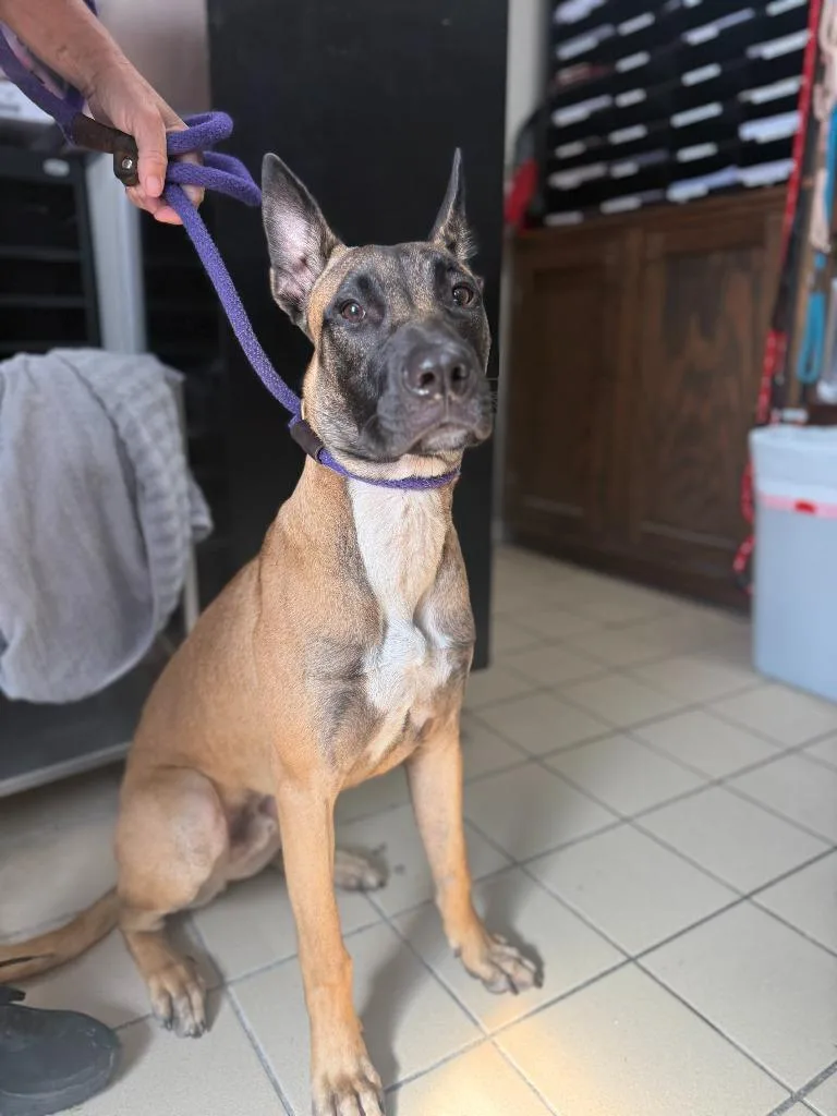 A baby medium-sized male Belgian Shepherd / Malinois dog named Scout for adoption in Sebastian, FL