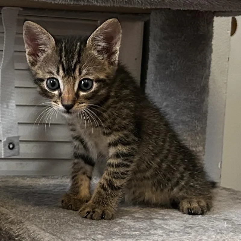 A young medium-sized female Tabby (Gray / Blue / Silver) Domestic Short Hair cat named Gelato for adoption in Parkland, FL