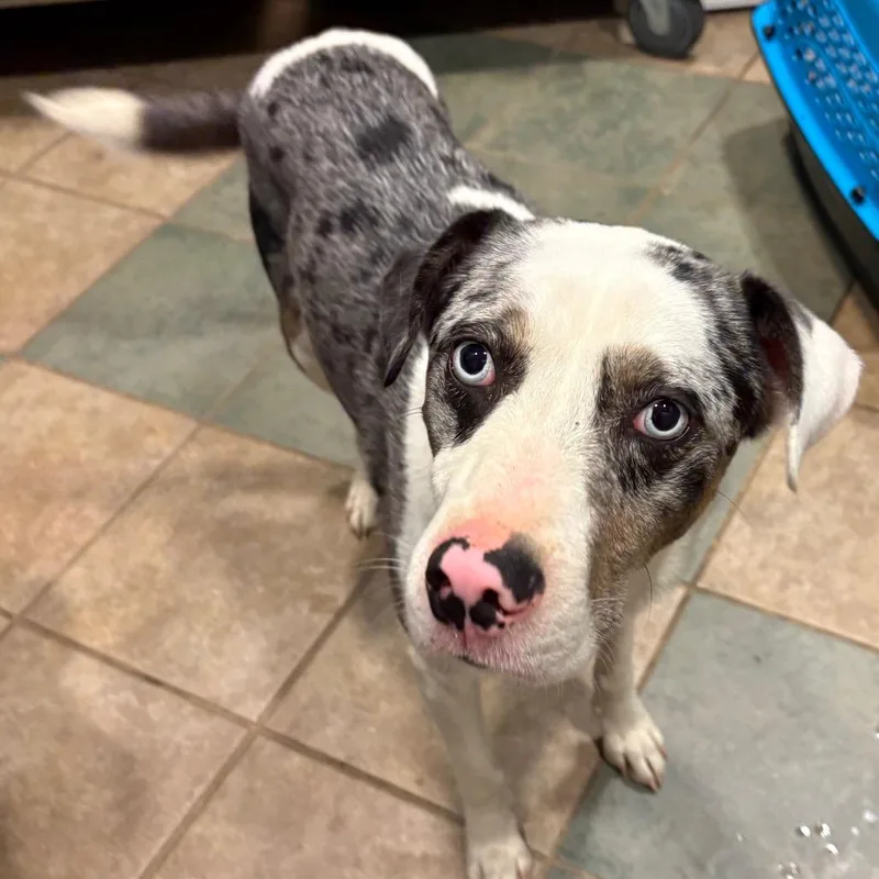 A senior medium-sized male Gray / Blue / Silver Mixed Breed dog named Marvelous Marvin for adoption in Chattanooga, TN