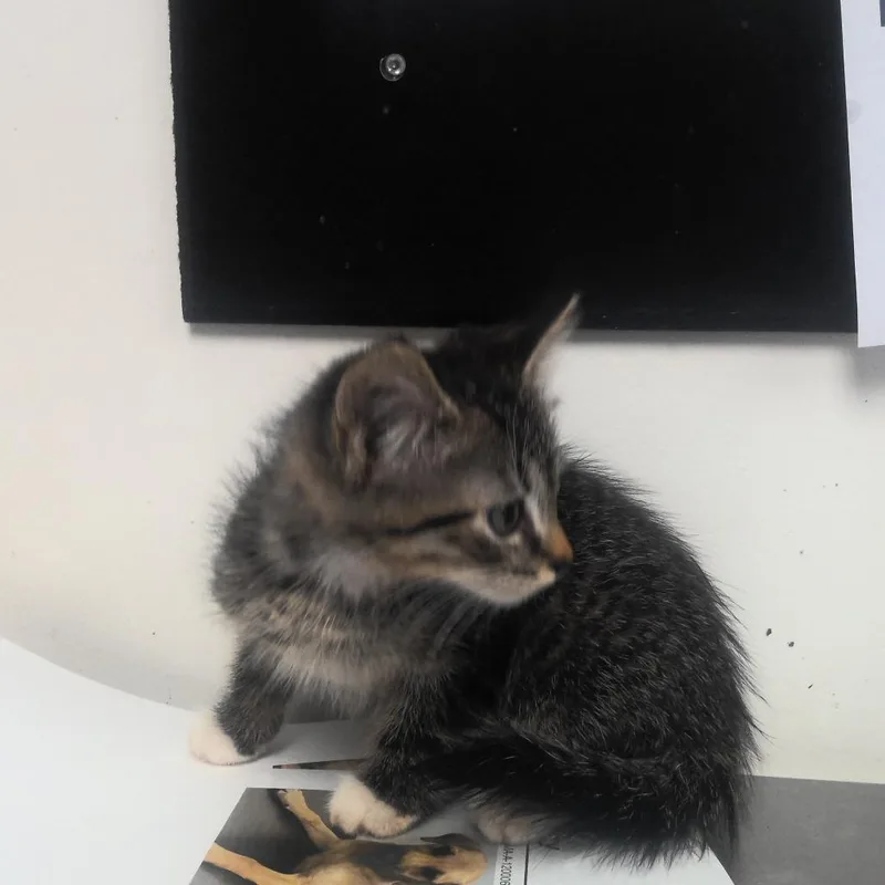 A baby small-sized male Black Domestic Long Hair cat named Peanuts for adoption in Birmingham, AL