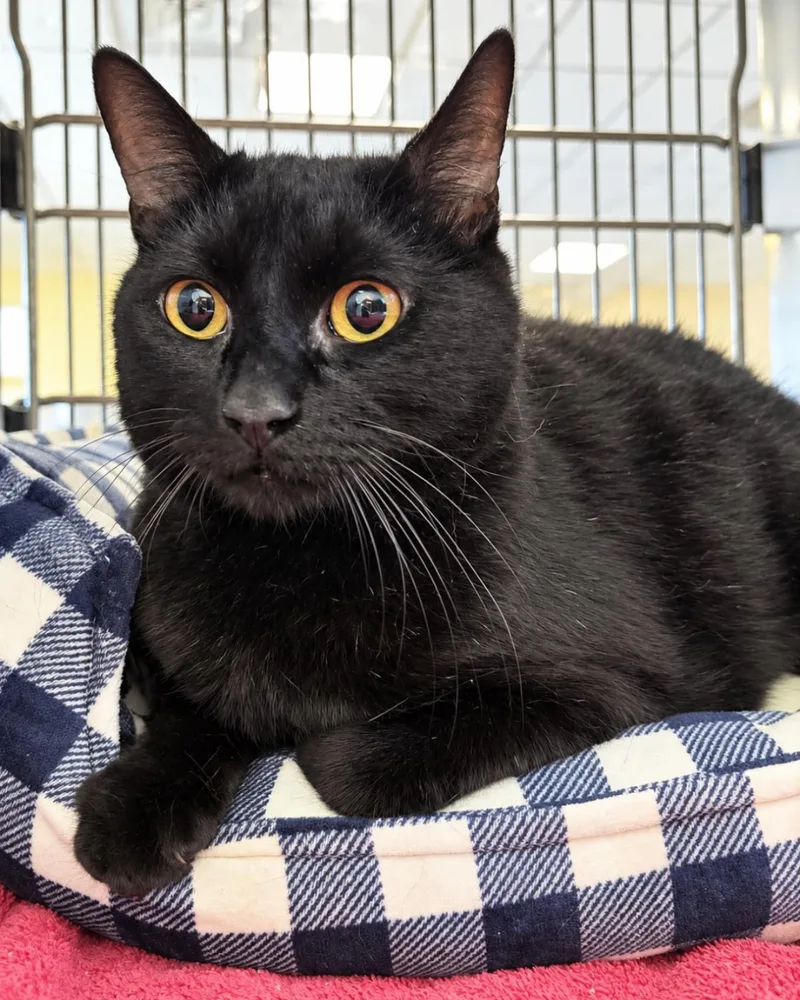 A senior medium-sized female Black Domestic Short Hair cat named Lilith for adoption in Rockwall, TX