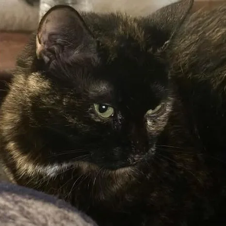An adult medium-sized female Black Tortoiseshell cat named Chloe for adoption in Duette, FL