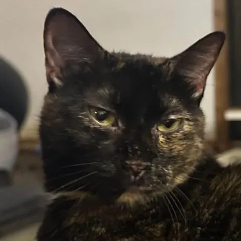 Chloe thumbnail 2