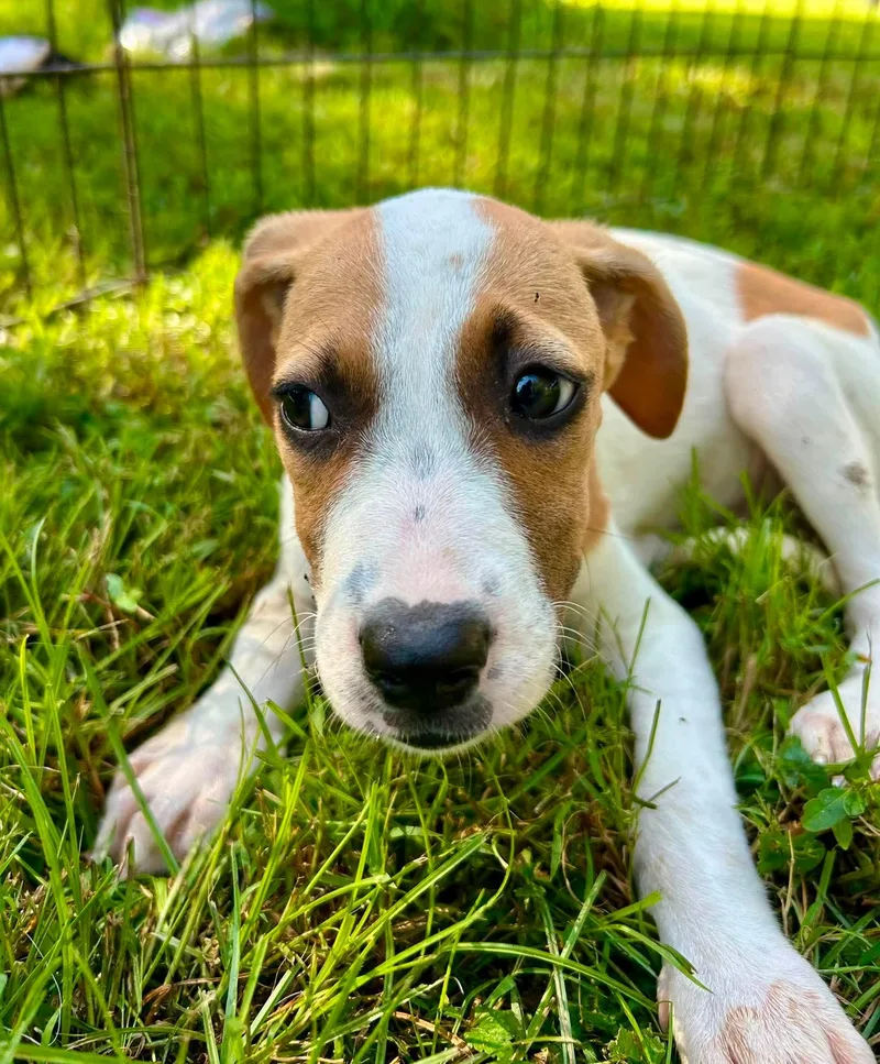 A baby medium-sized female White / Cream Labrador Retriever dog named Anna for adoption in Watertown, CT