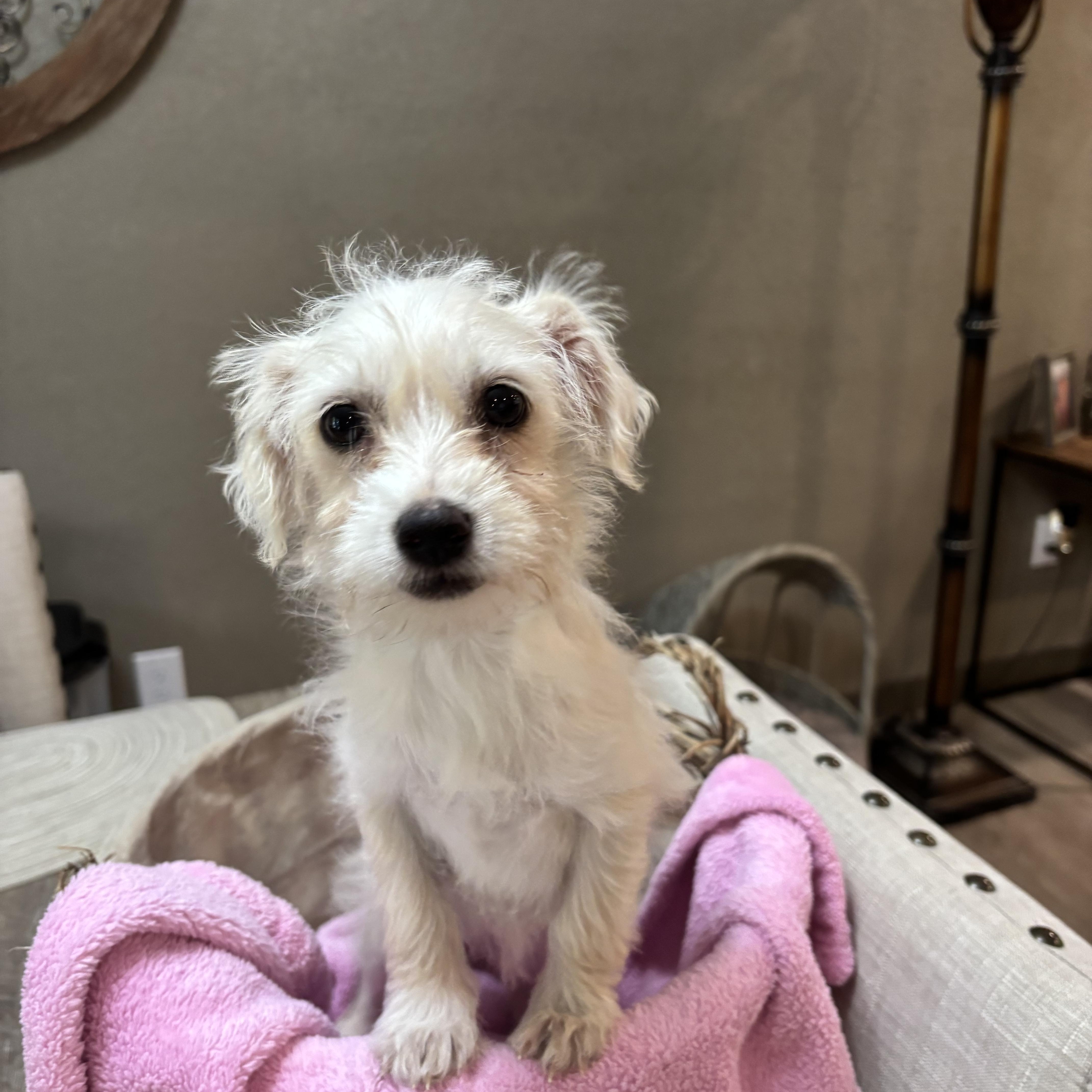 Poodlechih Puppy! thumbnail 2