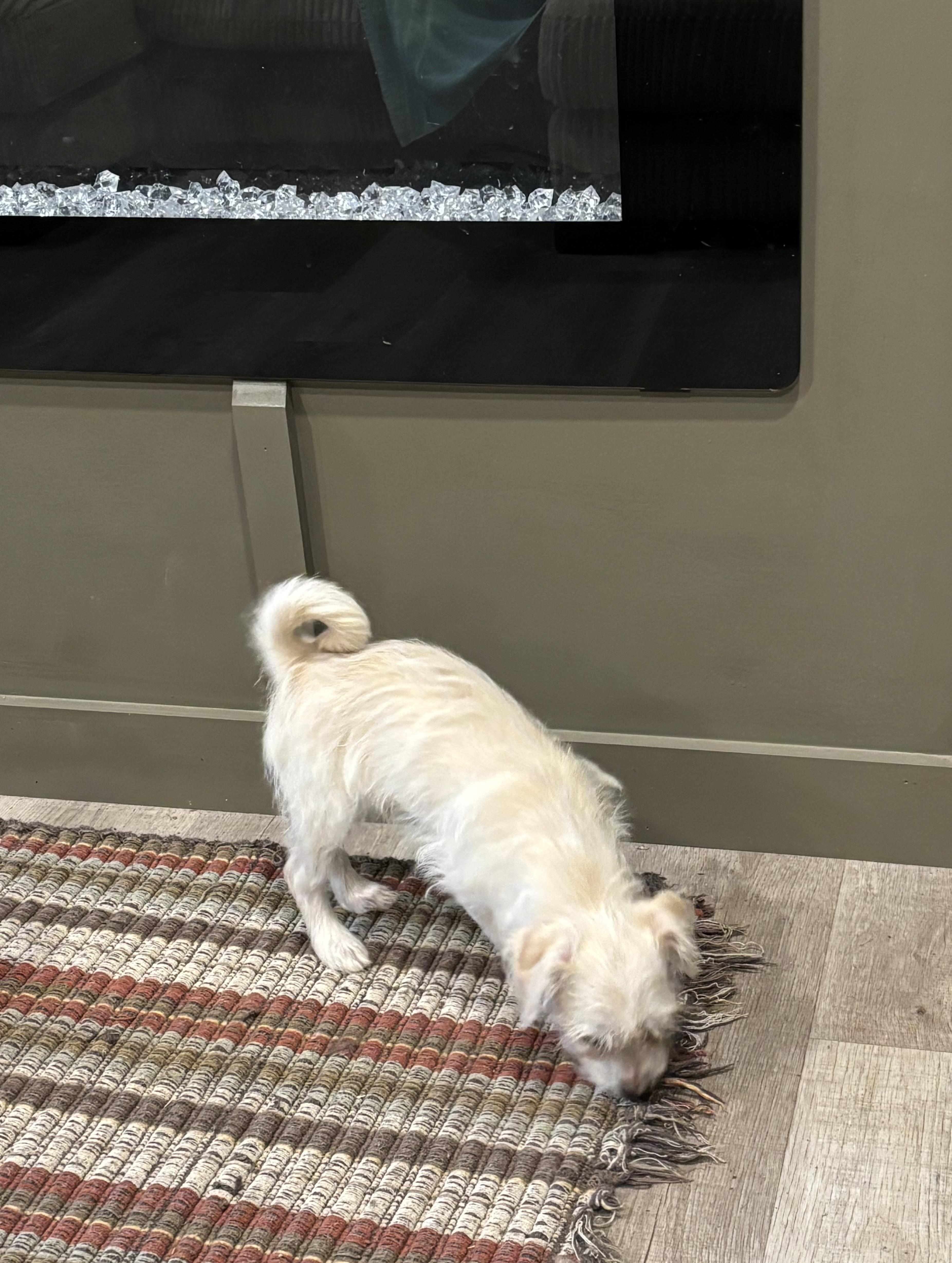 Poodlechih Puppy! thumbnail 3