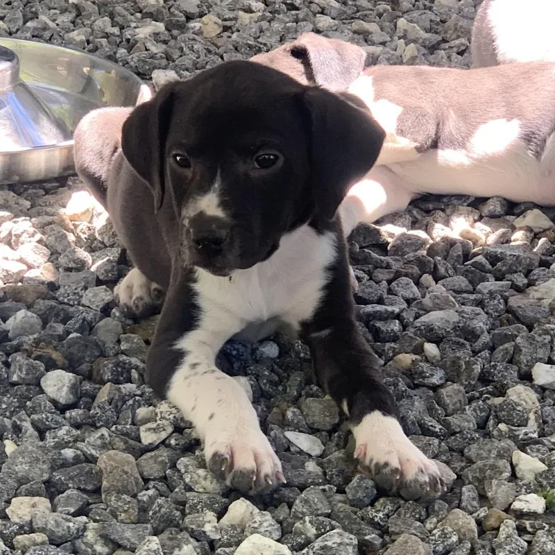 A baby small-sized female Black Mixed Breed dog named Capri for adoption in Franklin, NC