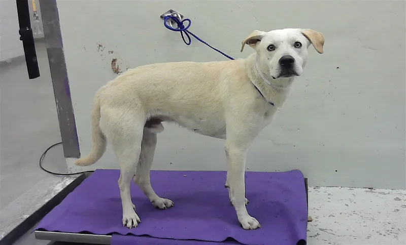 A young medium-sized male Labrador Retriever dog named Ziggy for adoption in Houston, TX