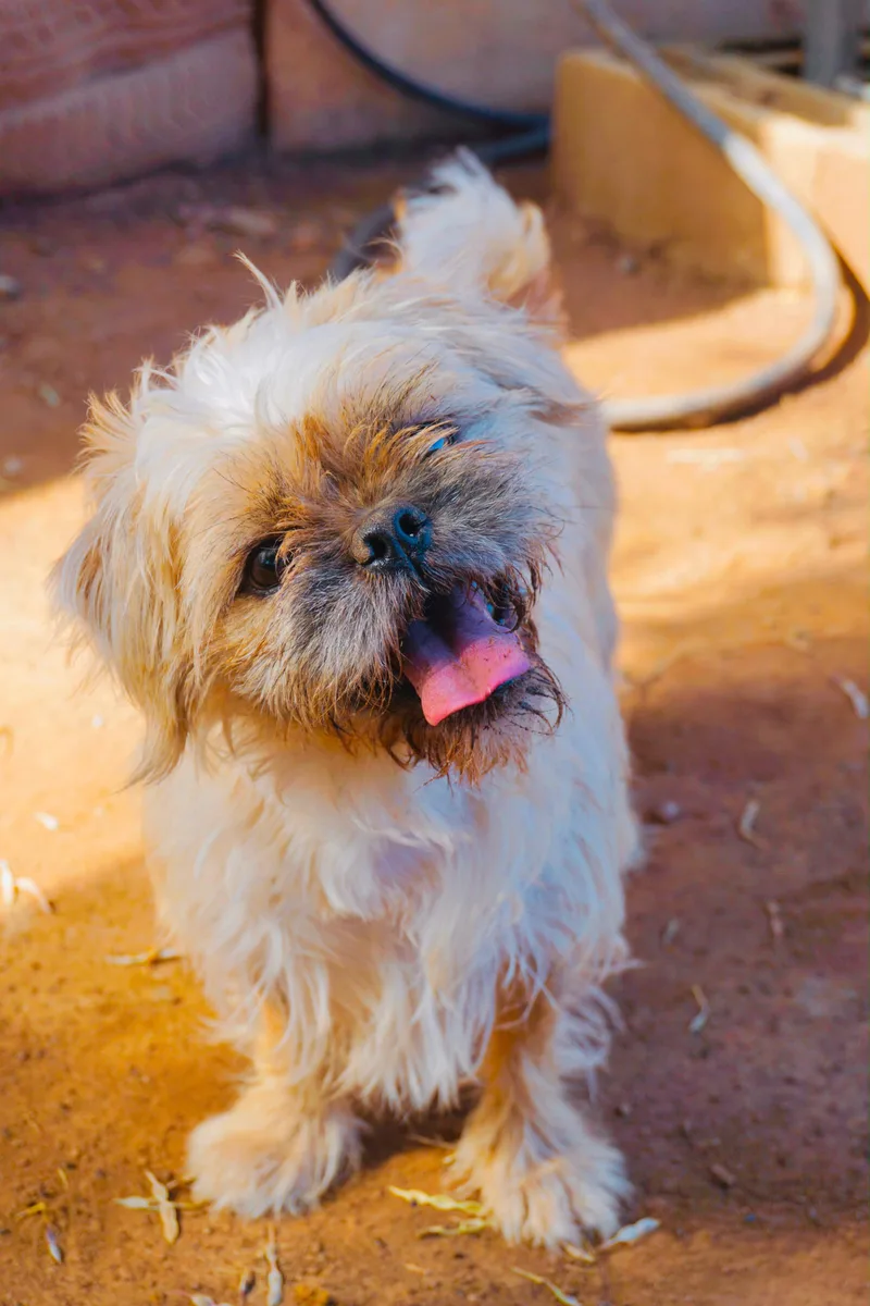 A young small-sized female Shih Tzu dog named Winnie for adoption in San Diego, CA