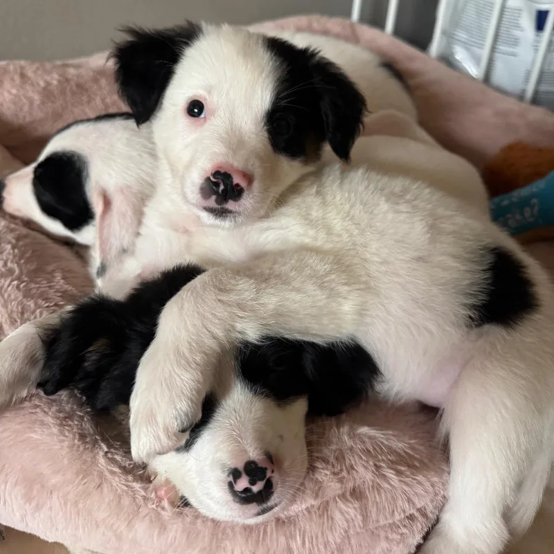 A baby medium-sized female White / Cream Border Collie dog named Bailey for adoption in Alma, WI