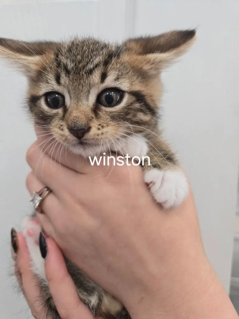 Winston