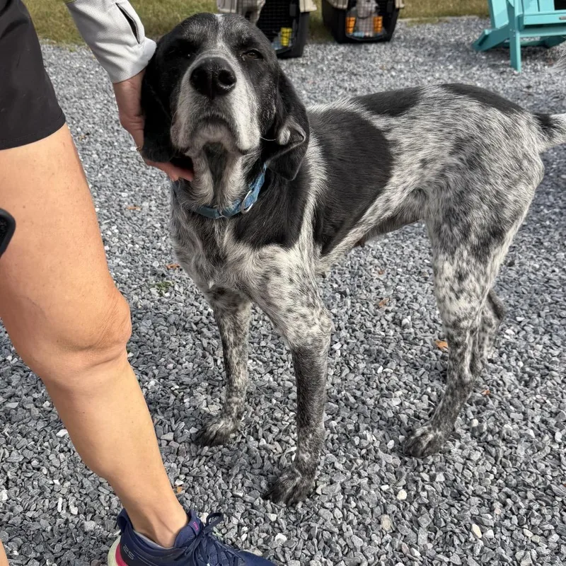 An adult large-sized female Mixed Breed dog named Ruth for adoption in Pasadena , MD
