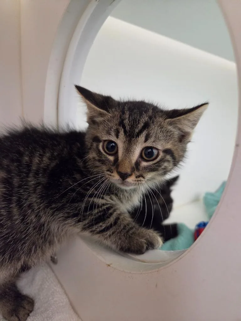 A baby small-sized male Domestic Short Hair cat named Ozzy for adoption in Oxford, NC