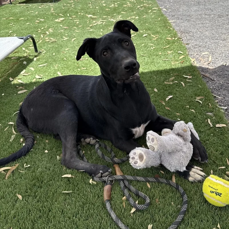 Ned Nederlanders thumbnail 2