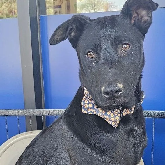 Ned Nederlanders thumbnail 3