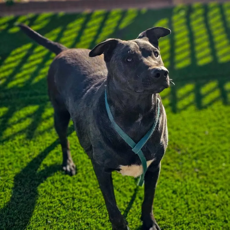 Ned Nederlanders thumbnail 4