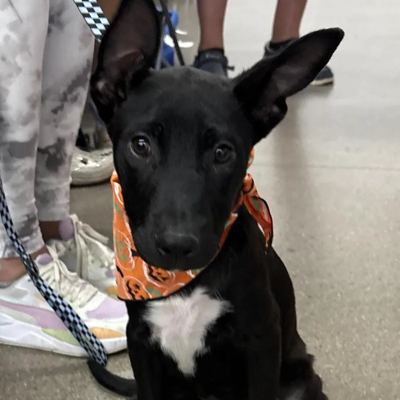 Ned Nederlanders thumbnail 5