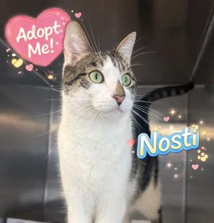 A young large-sized male Domestic Short Hair cat named Nosti for adoption in Bridgewater, NJ