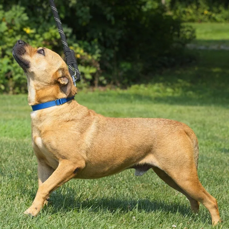 An adult medium-sized male Yellow / Tan / Blond / Fawn Black Mouth Cur dog named Zippy for adoption in South Elgin, IL