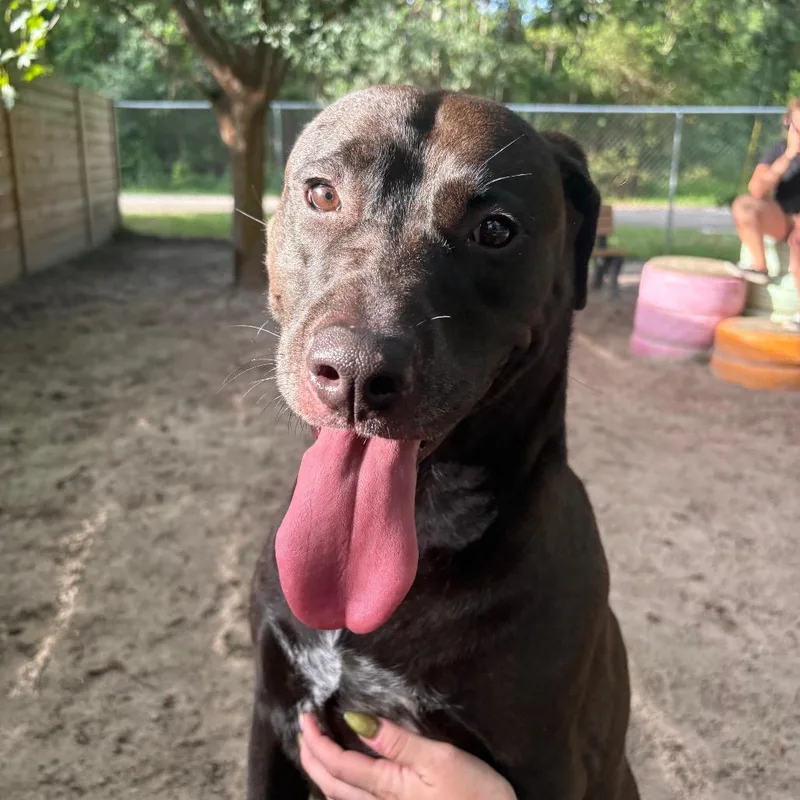 An adult medium-sized female Black Retriever dog named Dolly Parton for adoption in Middleburg, FL