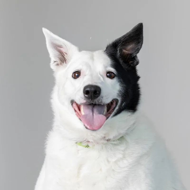 An adult medium-sized female White / Cream Mixed Breed dog named Fancy for adoption in Dearborn, MI