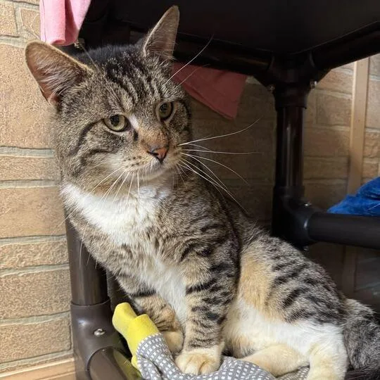 A senior large-sized male Brown / Chocolate Domestic Short Hair cat named Justin H for adoption in Davenport, IA