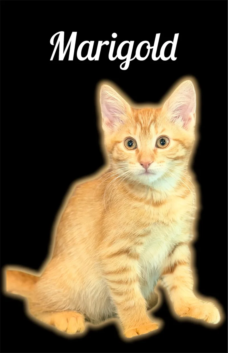 A baby small-sized female Tabby (Orange / Red) Domestic Short Hair cat named Marigold for adoption in Auburn, CA