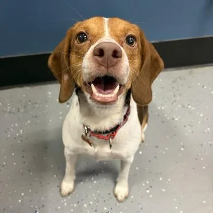 An adult medium-sized female Beagle dog named Corona for adoption in Merriam, KS