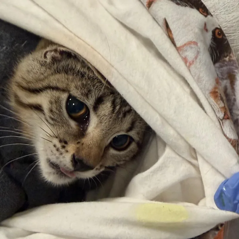 A baby small-sized female Brown / Chocolate Domestic Short Hair cat named Meowjito for adoption in Charlottesville, VA