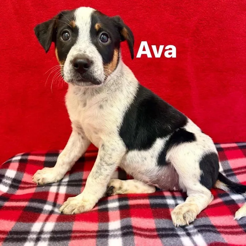 Ava thumbnail 5