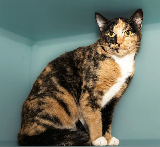 An adult medium-sized female Domestic Short Hair cat named Gemini for adoption in Cookeville, TN