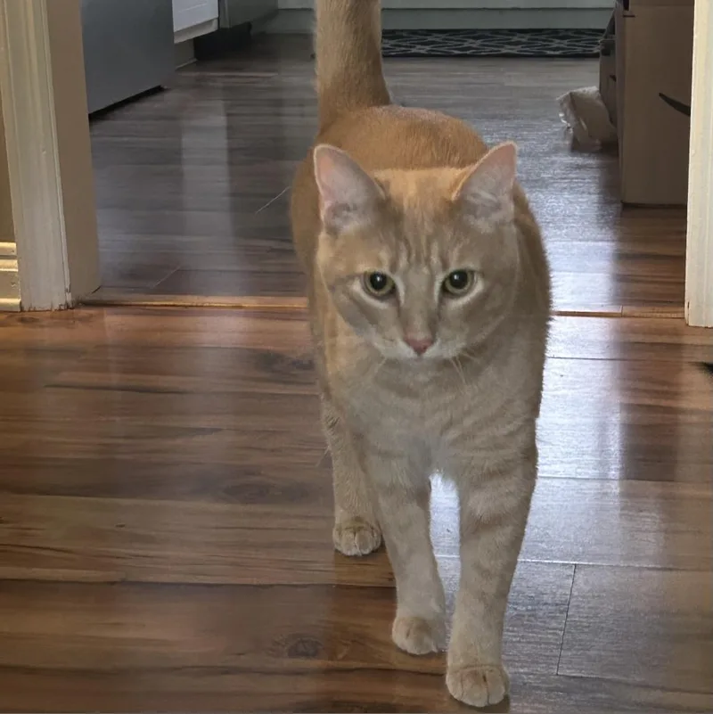 An adult large-sized male Buff / Tan / Fawn Domestic Short Hair cat named Damon for adoption in Roanoke, VA