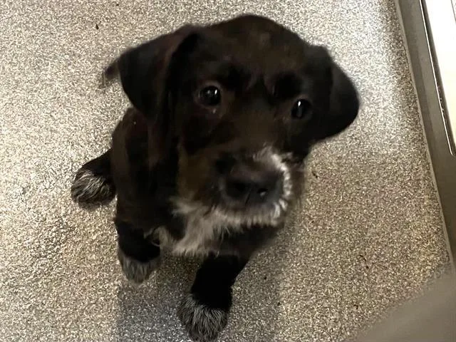 Maizie