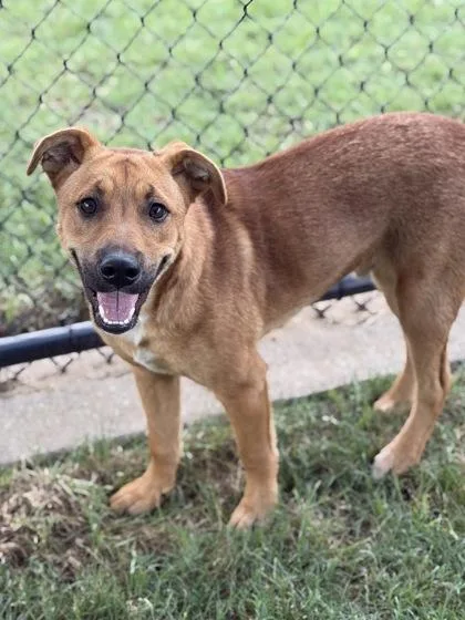 A baby medium-sized male Black Mouth Cur dog named Koda for adoption in Irving, TX