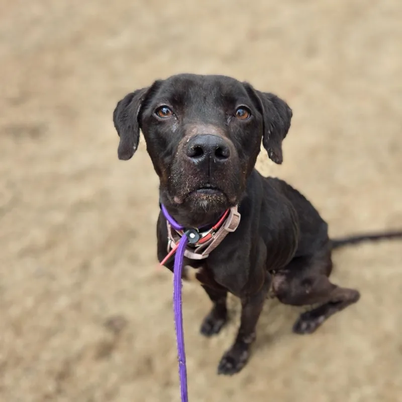An adult medium-sized female Mixed Breed dog named Honey Bear for adoption in Douglasville, GA