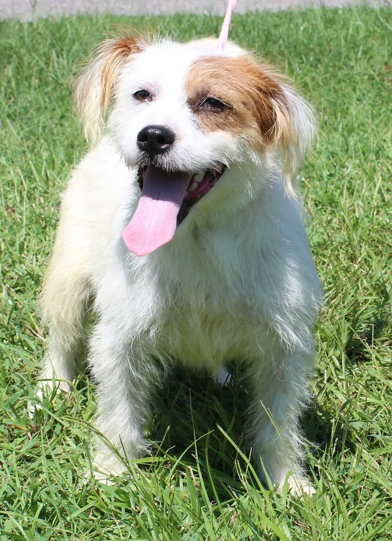 An adult small-sized male Terrier dog named Biscuit for adoption in Prattville, AL