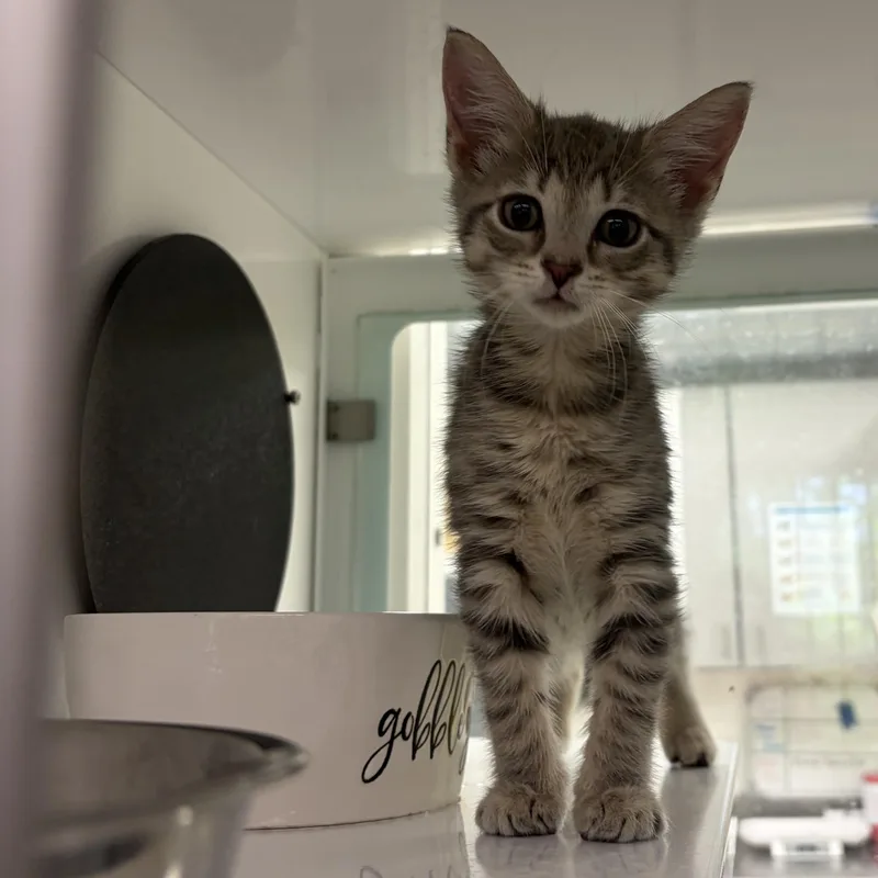 A baby medium-sized female Tabby (Gray / Blue / Silver) Domestic Short Hair cat named Eeyore for adoption in Southold, NY