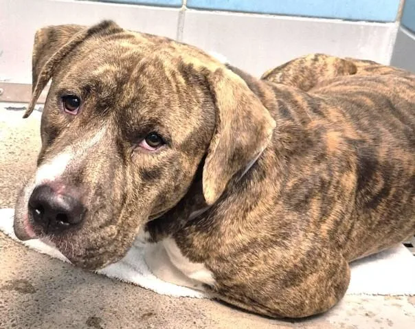 An adult large-sized male American Bulldog dog named Luke for adoption in Houston, TX