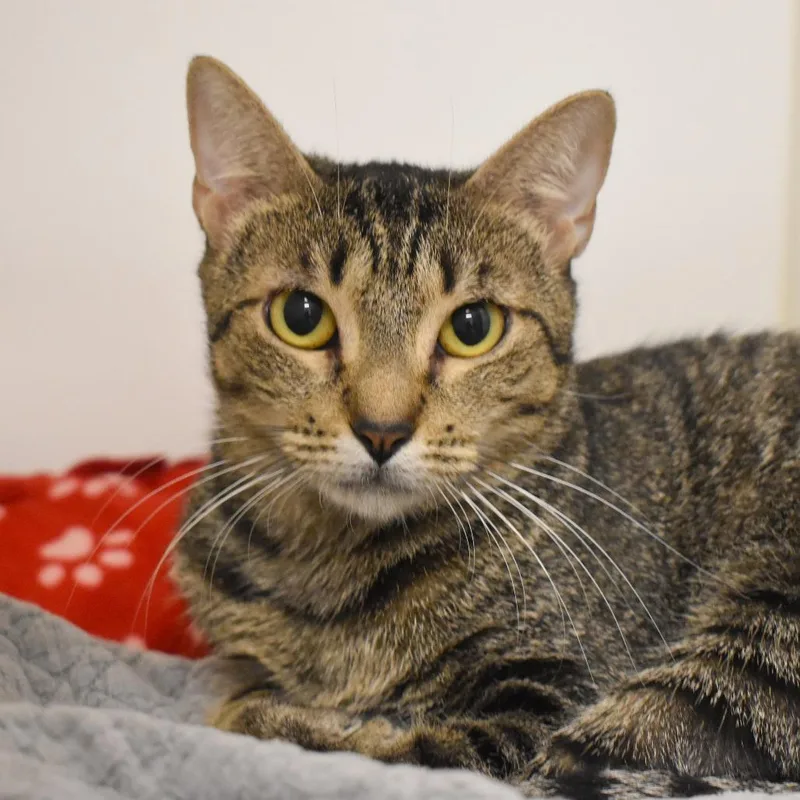 A young medium-sized female Gray / Blue / Silver Domestic Short Hair cat named Little Dear for adoption in West Palm Beach, FL