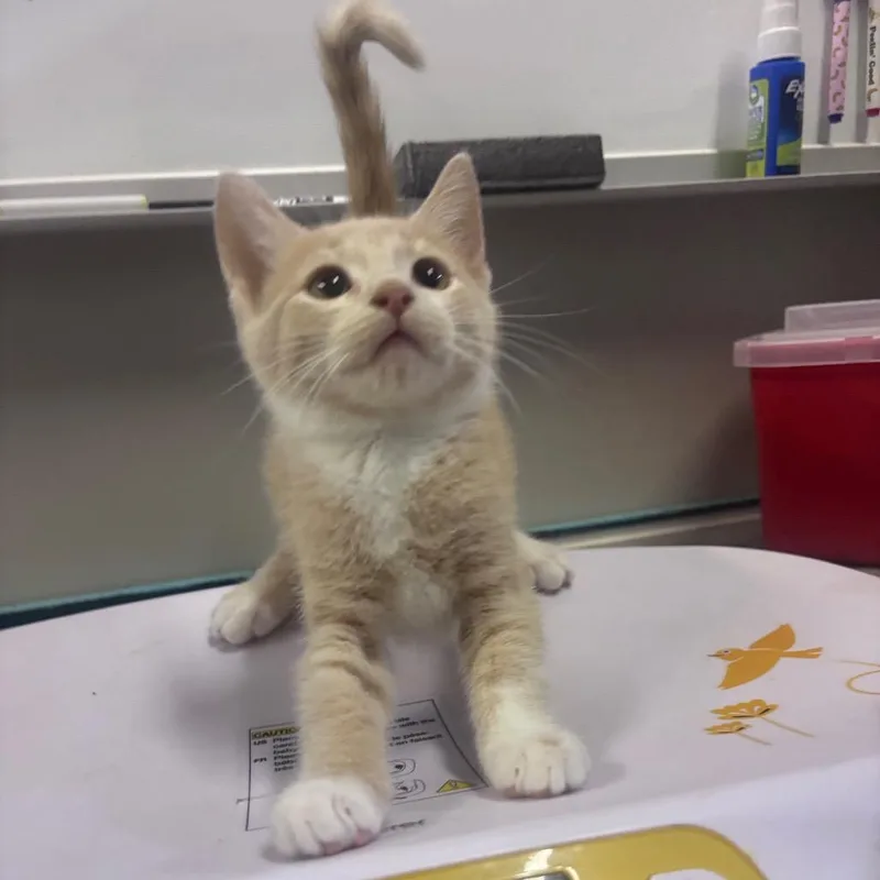 A baby small-sized male Buff / Tan / Fawn Domestic Short Hair cat named Eric for adoption in Mocksville, NC
