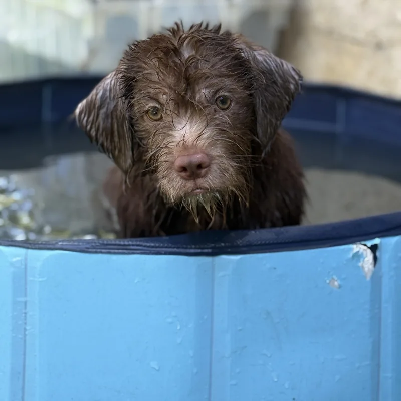 A baby medium-sized male Brown / Chocolate Shih Tzu dog named Phil for adoption in Proctorville, OH