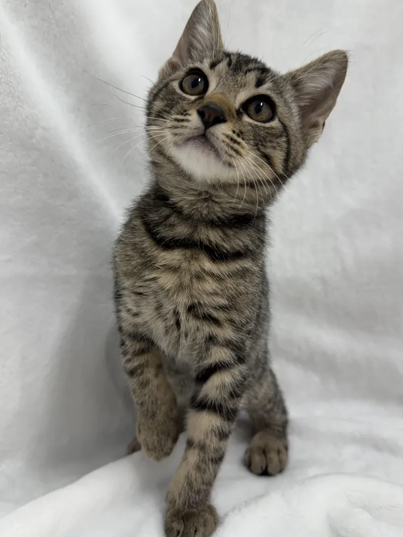 A baby medium-sized male Tabby (Brown / Chocolate) Domestic Short Hair cat named Merlin for adoption in Greensboro, NC