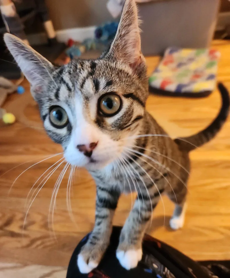 A baby medium-sized male Domestic Short Hair cat named Orion for adoption in Rochester, NY