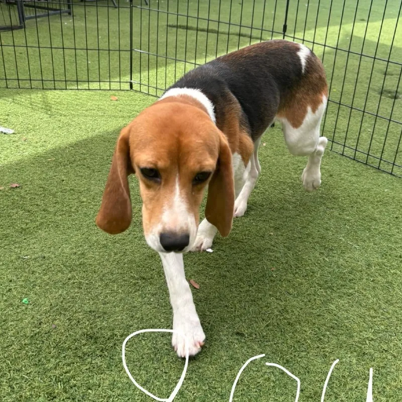 A young small-sized female Yellow / Tan / Blond / Fawn Beagle dog named Juniper  aka Juniper for adoption in LOXAHATCHEE, FL