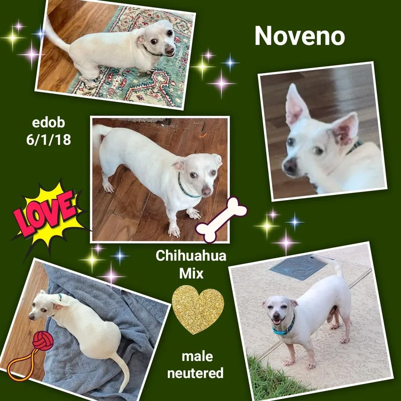 An adult small-sized male White / Cream Chihuahua dog named Noveno SLT for adoption in Missouri City, TX